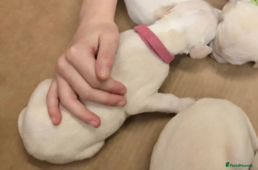 Mixed Breed dogs for sale: English pointer cross saluki/greyhound  - Advert 37