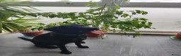 Labrador Retriever dogs for sale: Labrador Boy “Onix” Looking for His Forever Home - Advert 8