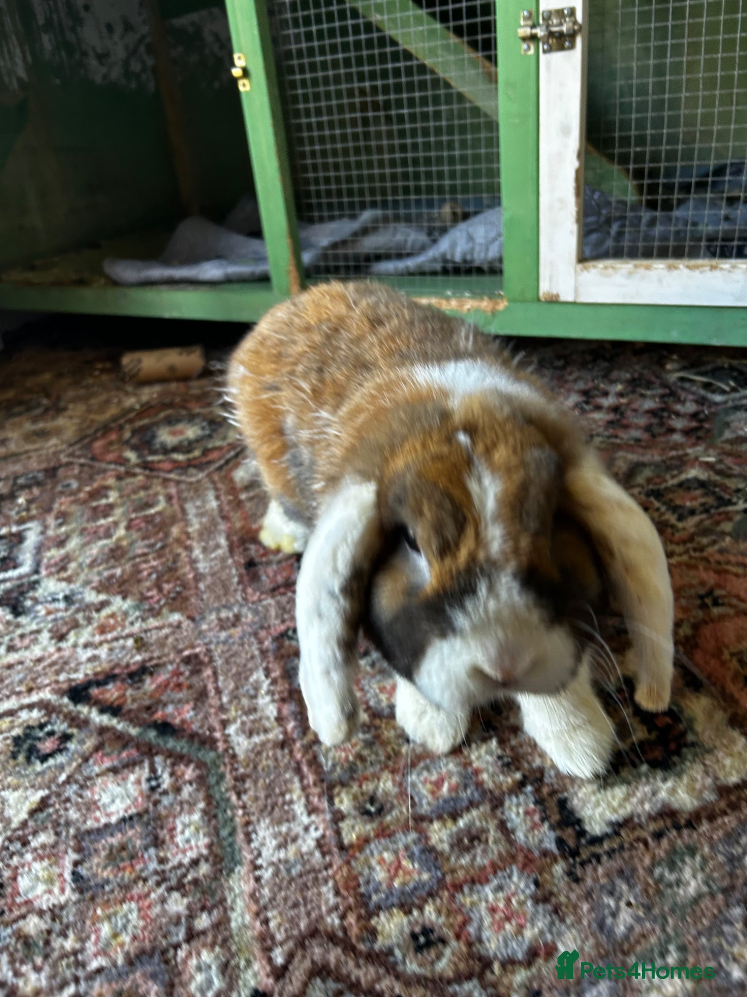 English Lop rabbits Rabbit male 1 year old  - Advert 1