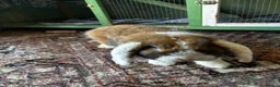 English Lop rabbits for sale: Rabbit male 1 year old  in Nottingham - Advert 1