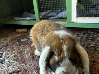 English Lop rabbits Rabbit male 1 year old - Advert 1