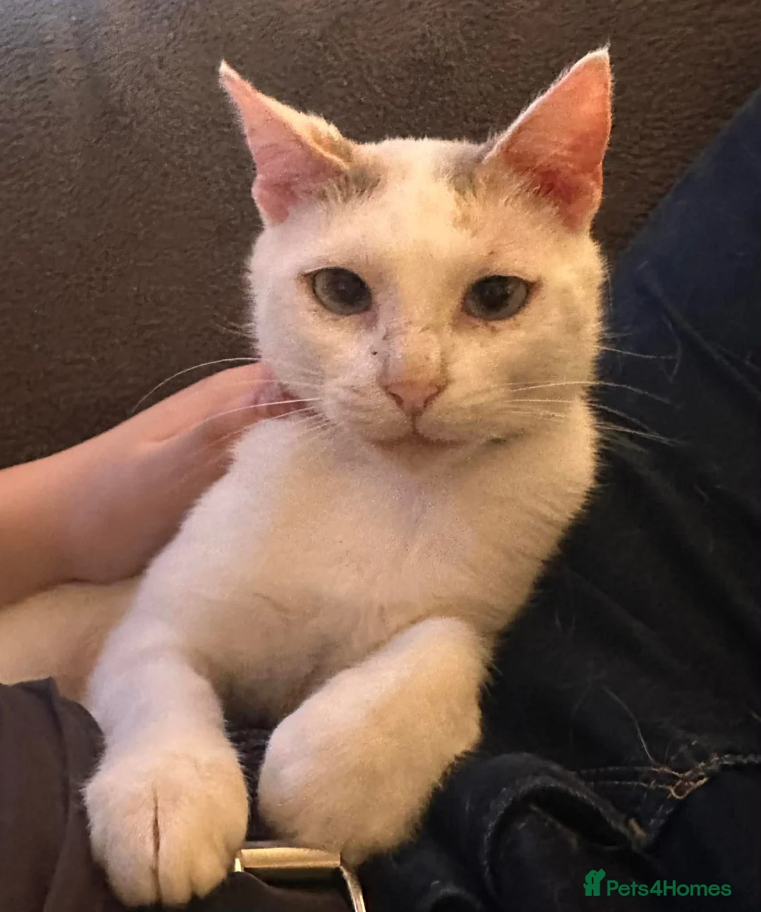 Mixed Breed cats for adoption: Pretty Pearl in Hook - Advert 2