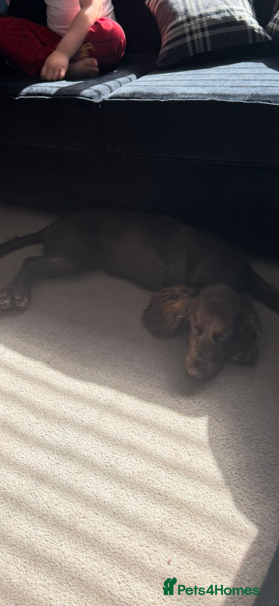 Cocker Spaniel dogs Male 7 month old cocker spaniel - Advert 6