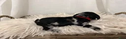 Mixed Breed dogs for sale: Doxiepoo puppies  - Advert 20