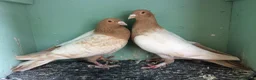 Pigeons birds for sale: Piegons in London - Advert 5