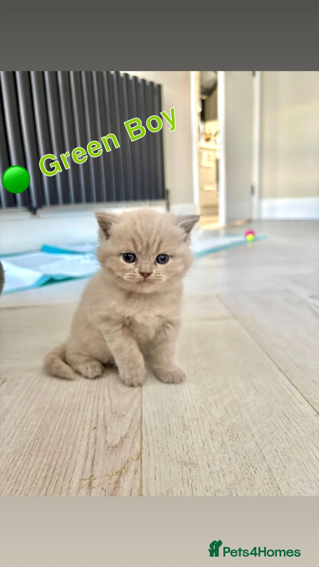 British Shorthair cats for sale: GCCF British Shorthair Kittens- All available  - Advert 2