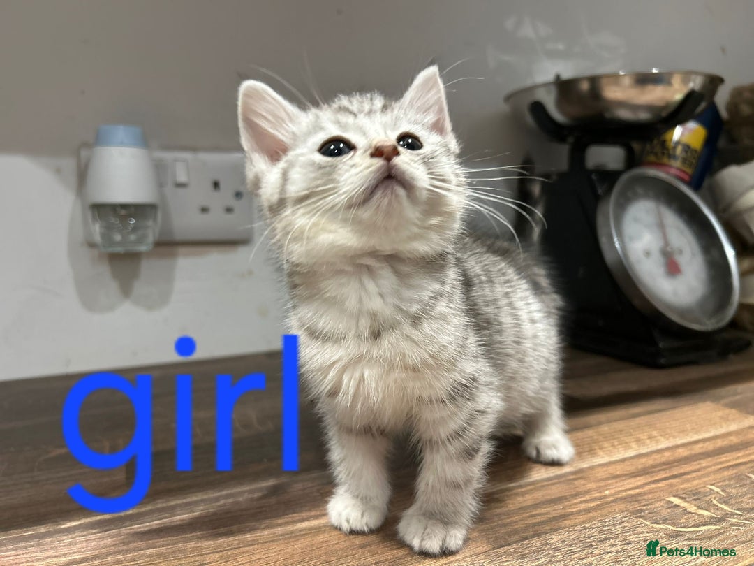 Mixed Breed cats for sale: Beautiful kittens for new homes - Advert 3