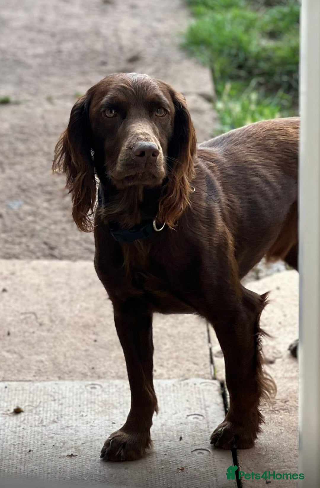 Cocker Spaniel dogs for stud: Purebred Chocolate Cocker Spaniel – for Stud - Image 2