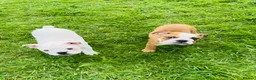 English Bulldog dogs for sale: Standard English Bulldog Puppies  - Advert 8