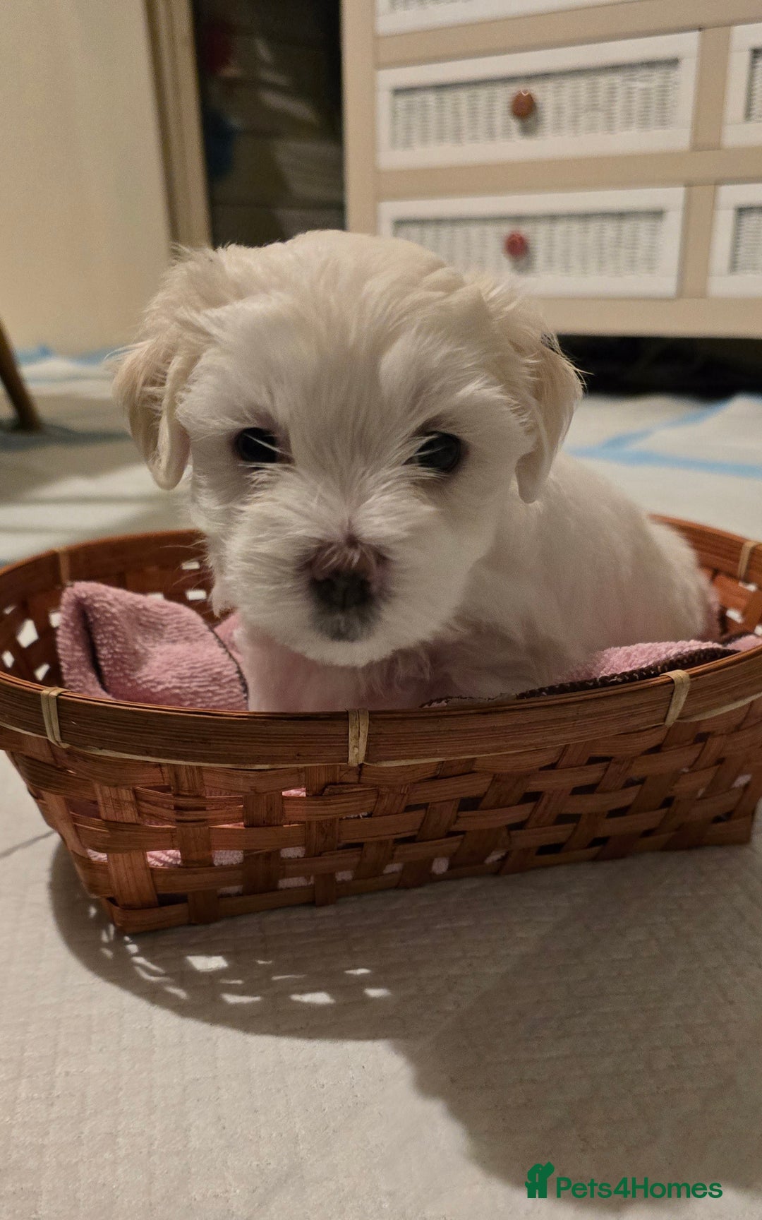 Bichon Frise dogs for sale: Beautiful Bichon Maltese puppies - Image 7