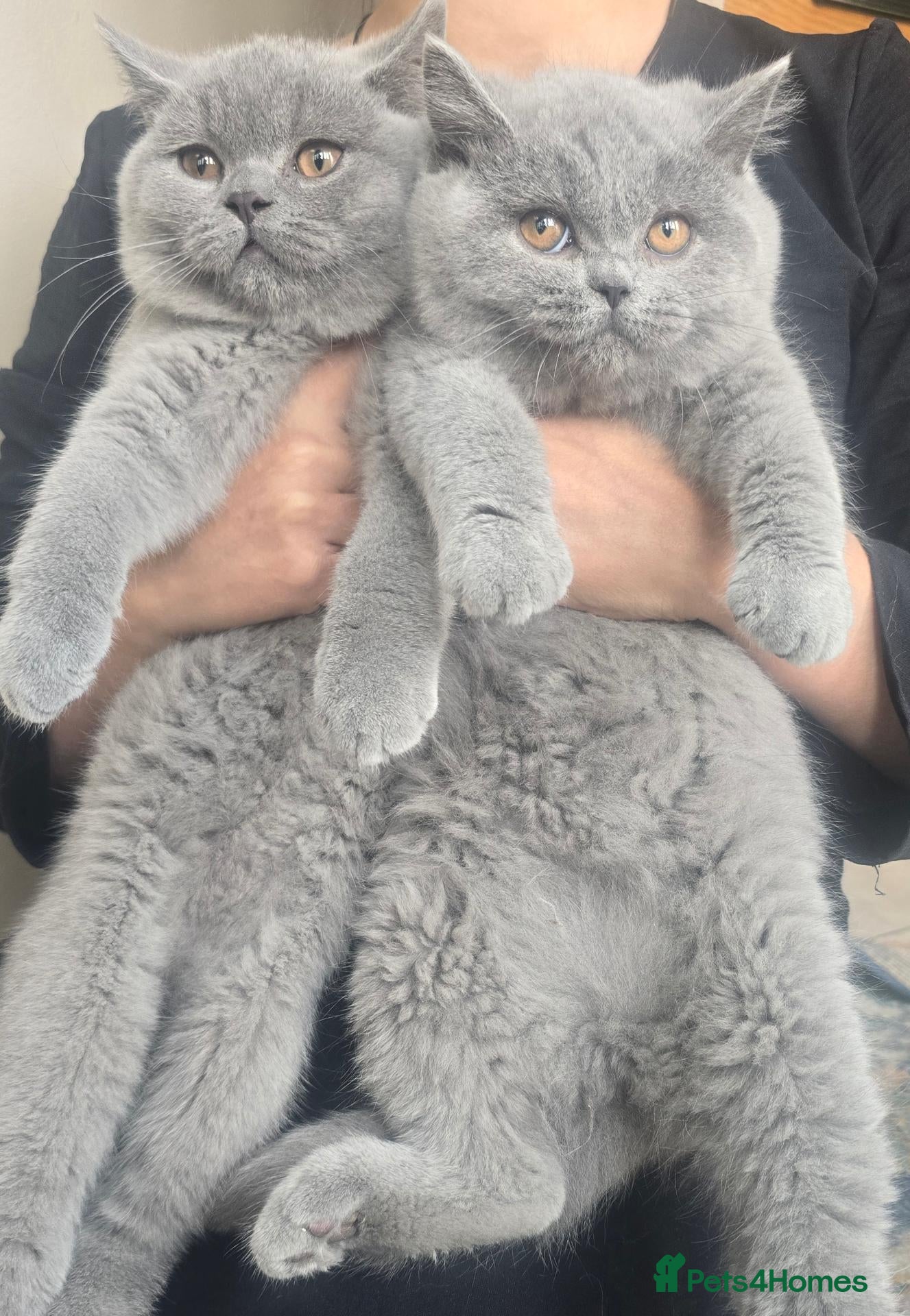 British Shorthair cats Stunning Teddy Bear British Short Hair Kittens - Advert 1