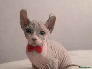 Sphynx cats Elf Kittens LAST BOY - Advert 3