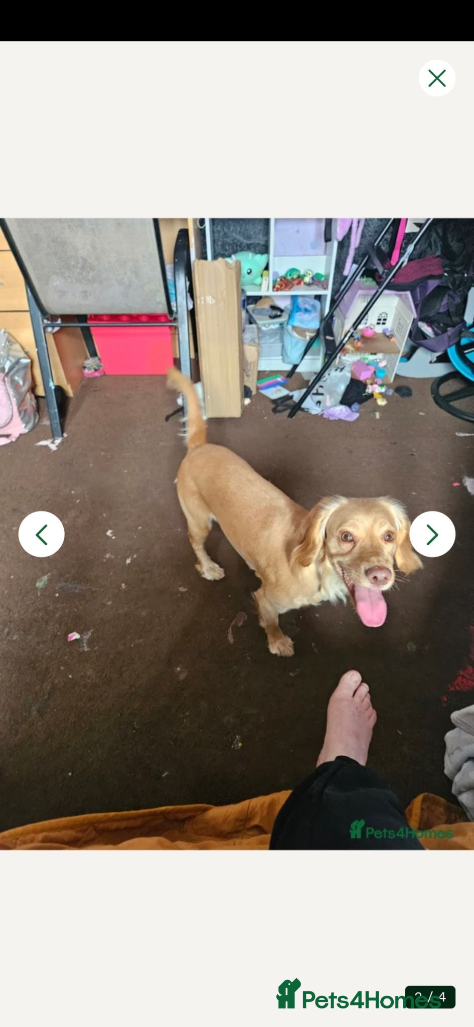 King Charles Spaniel dogs Dog for sale - Advert 1