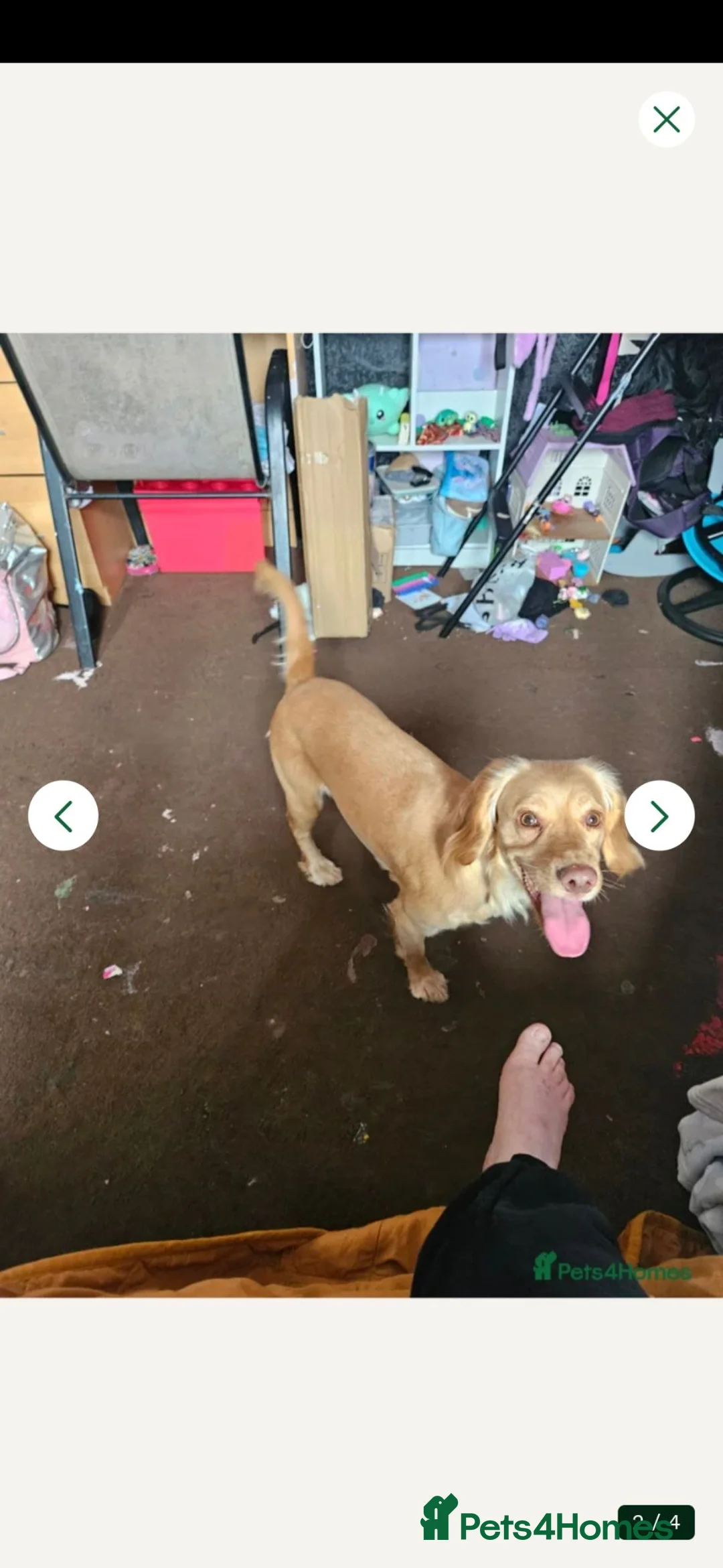 King Charles Spaniel dogs for sale: Dog for sale - Advert 1