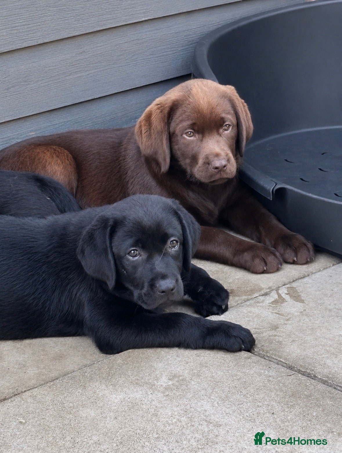 Labrador Retriever dogs Show type Black Labradors  - Advert 1