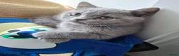 British Shorthair cats for sale: Quality Chunky BSH one boy one girl available  - Advert 7