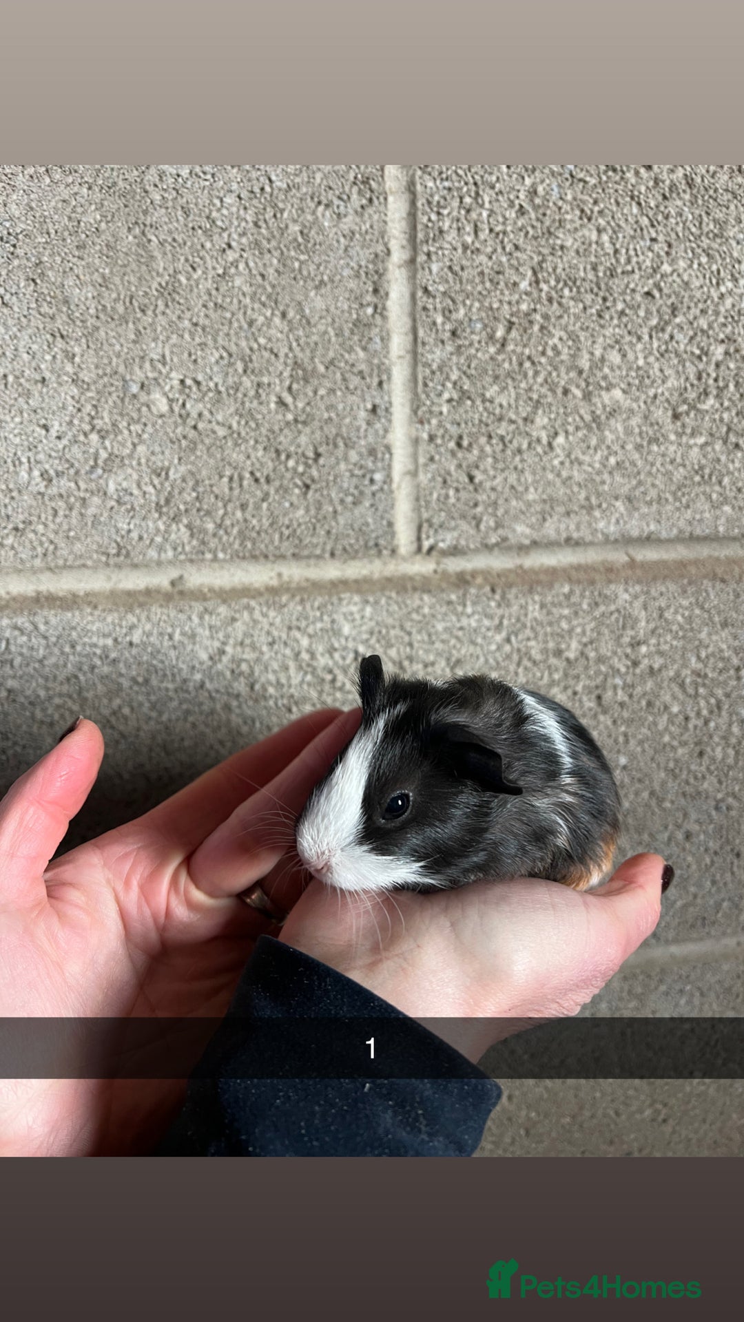 Guinea Pig rodents for sale: The perfect Christmas guinea pig!  - Advert 2