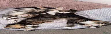 Domestic Shorthair 3