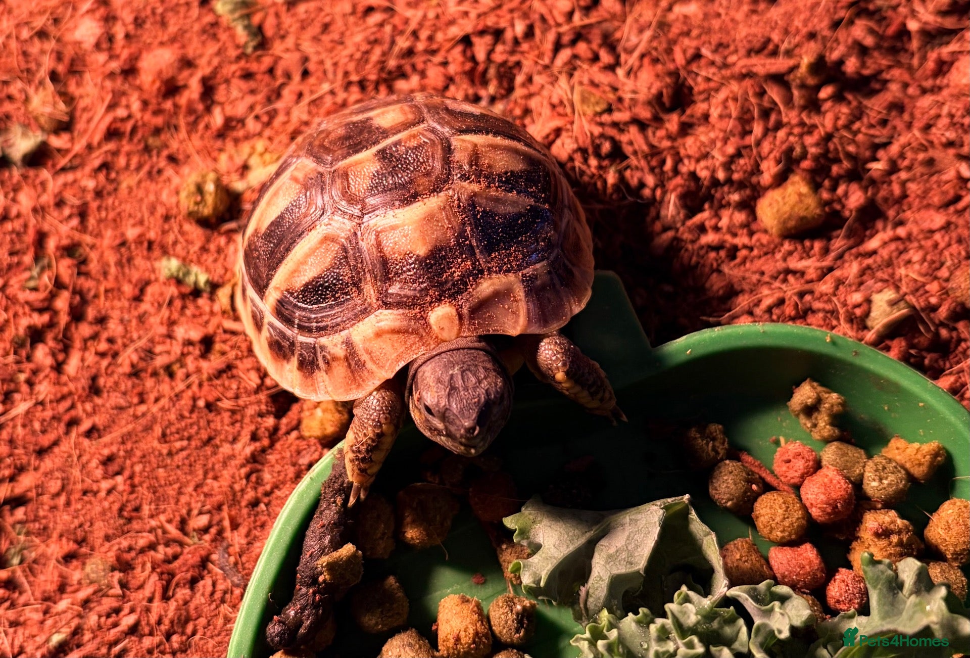 Tortoise reptiles Testudo Hermanni tortoises for sale-3 months old  - Advert 1