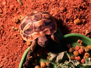 Tortoise reptiles Testudo Hermanni tortoises for sale-3 months old - Advert 1