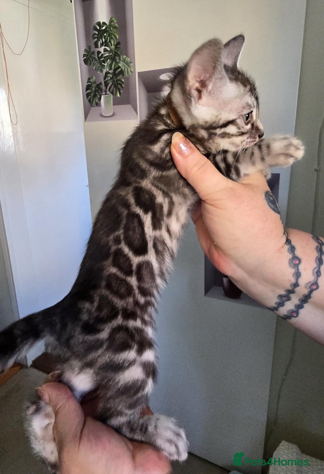 Bengal cats for sale: TICA REG 💕 2 Beautiful bengal boys  - Image 7