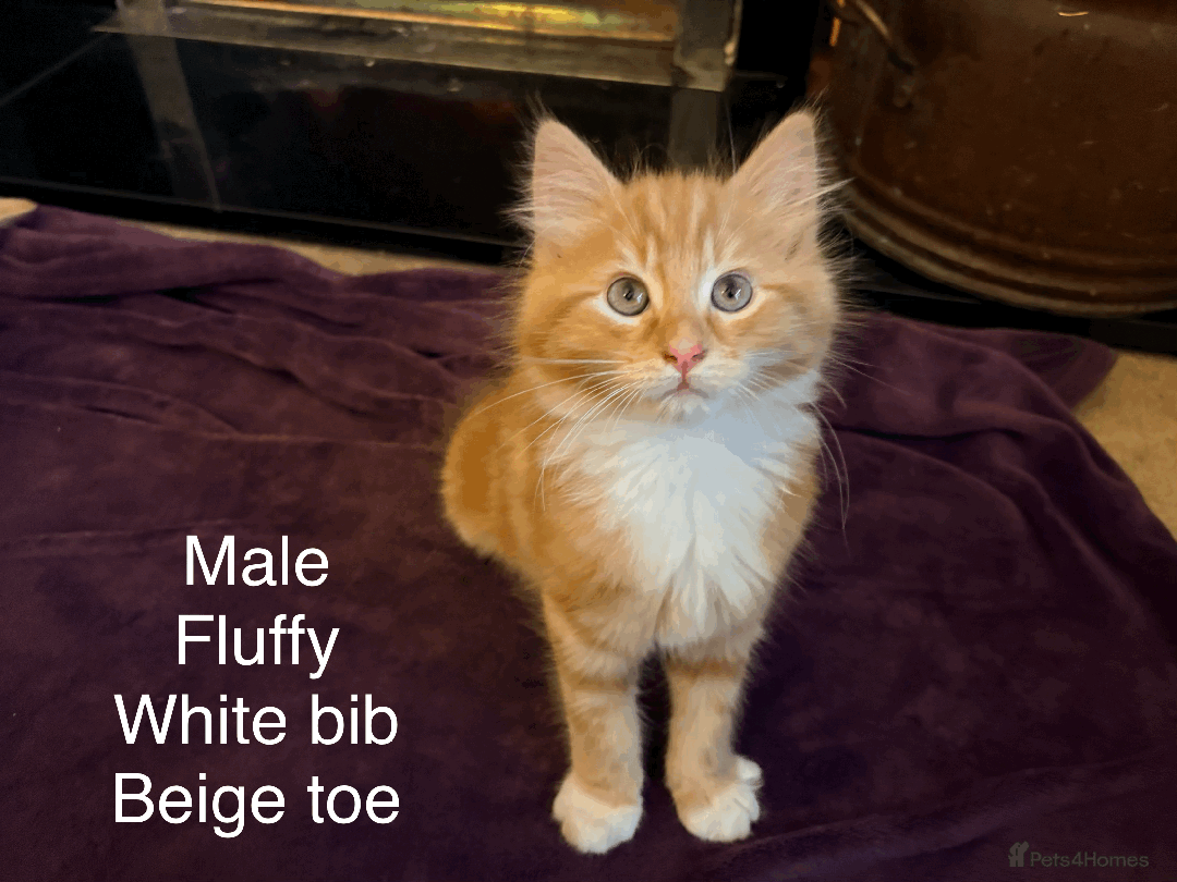 Mixed Breed cats for sale: Seven gingers, bundles of joy! - Advert 7