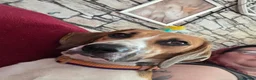 Mixed Breed dogs for sale: Amazing loyal beagle - Advert 11