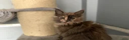 Maine Coon cats for sale: Maine Coon kittens and adults - Advert 6
