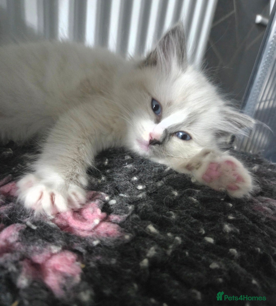 Ragdoll cats for stud: GCCF Lilac Point Ragdoll Stud Proven - Advert 11