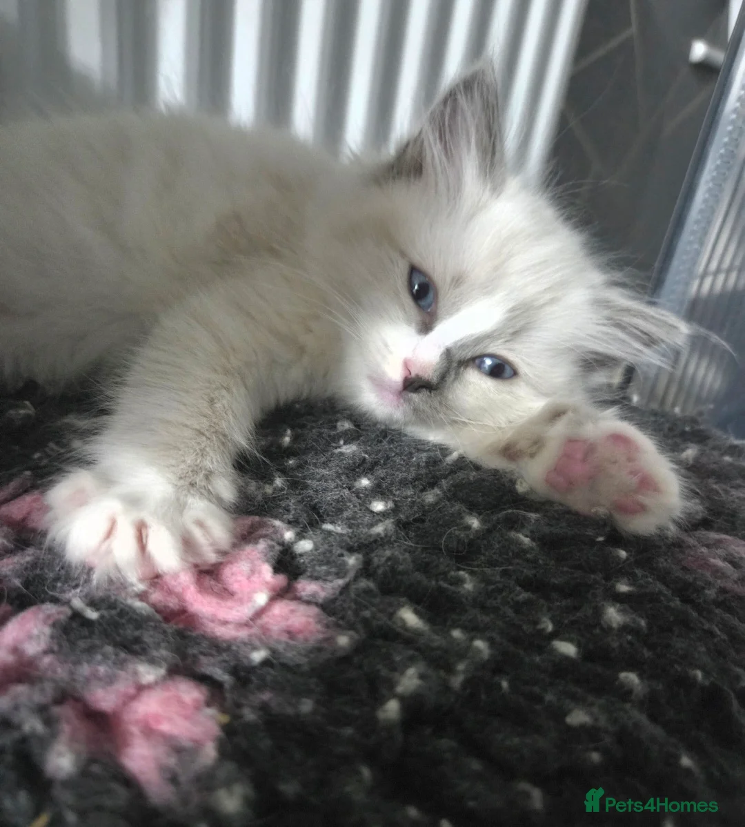 Ragdoll cats for stud: GCCF Lilac Point Ragdoll Stud Proven - Advert 11