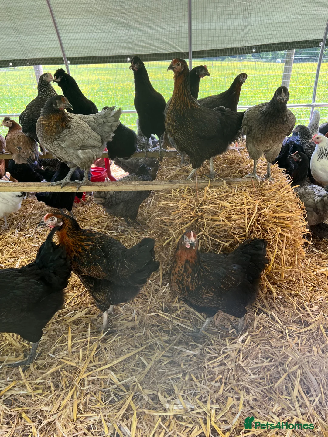 Chickens poultry for sale: Point of lay hybrid pullets (hens) - Advert 2