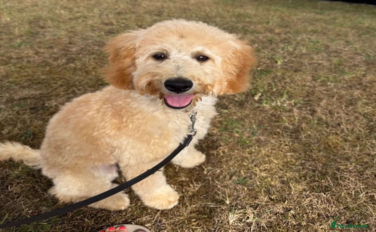 Cavapoo dogs - Advert 1
