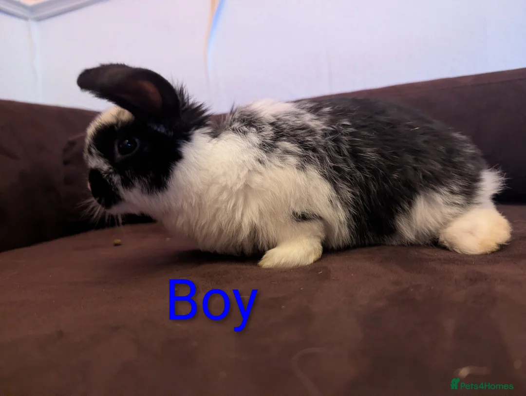 Mini Lop rabbits for sale: Mini Lop babies for sale £40 each - Advert 2