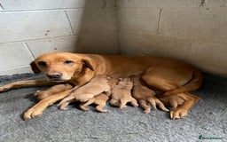 Labrador Retriever dogs for sale: Fox Red Labrador Puppies  - Image 1