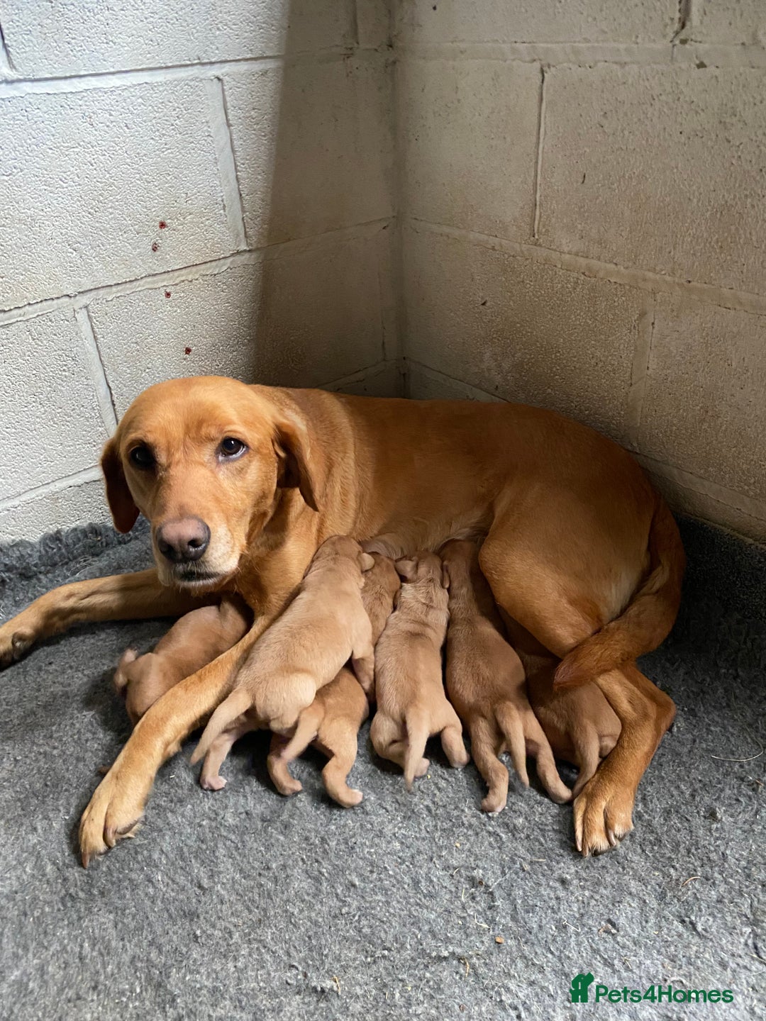Labrador Retriever dogs for sale: Fox Red Labrador Puppies  - Image 1