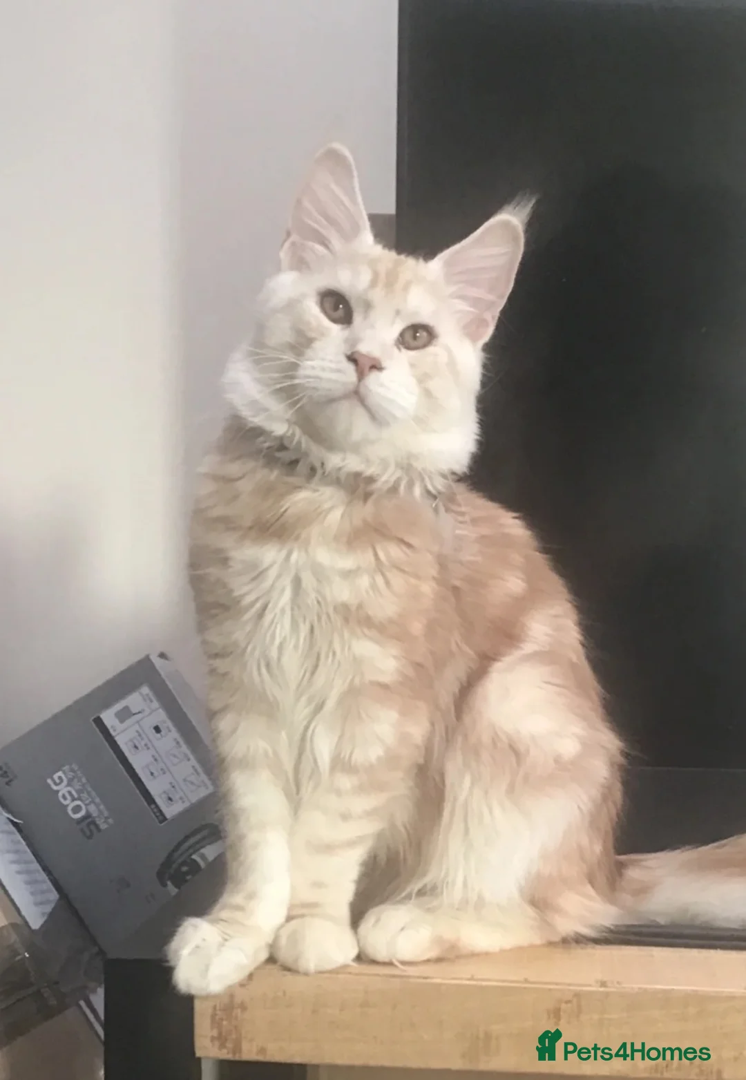 Maine Coon cats for sale: Beautiful stud for sale - Advert 1