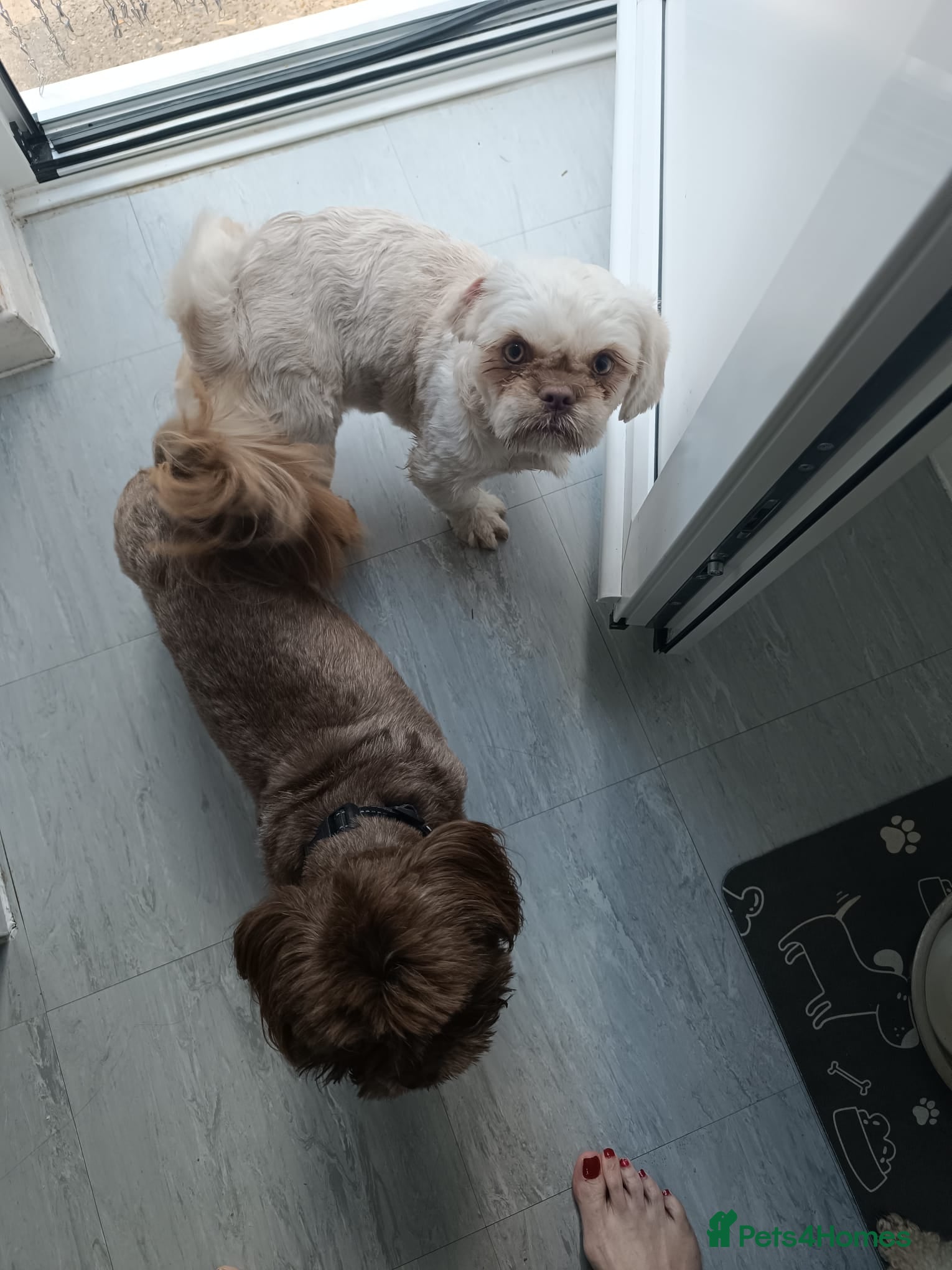 Shih Tzu dogs Imperial shih-tzus - Advert 1