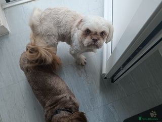 Shih Tzu dogs Imperial shih-tzus - Advert 1