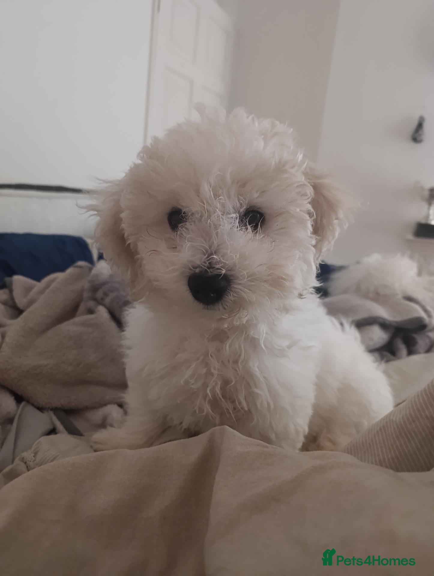 Bichon Frise dogs Bishon frise - Advert 8