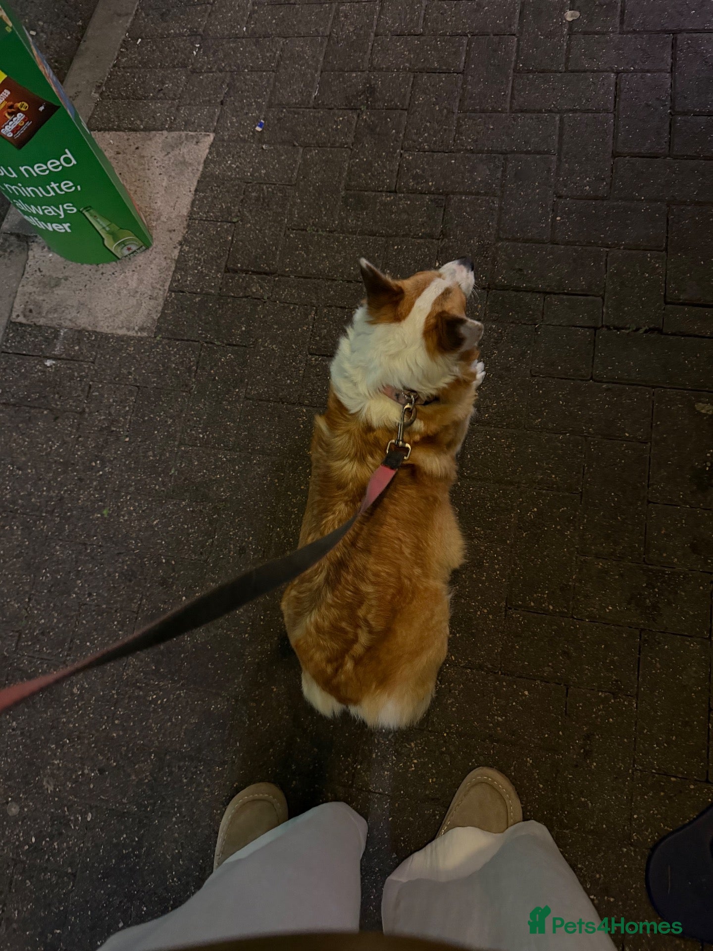 Welsh Corgi Pembroke dogs Marfa needs new owner - Advert 1