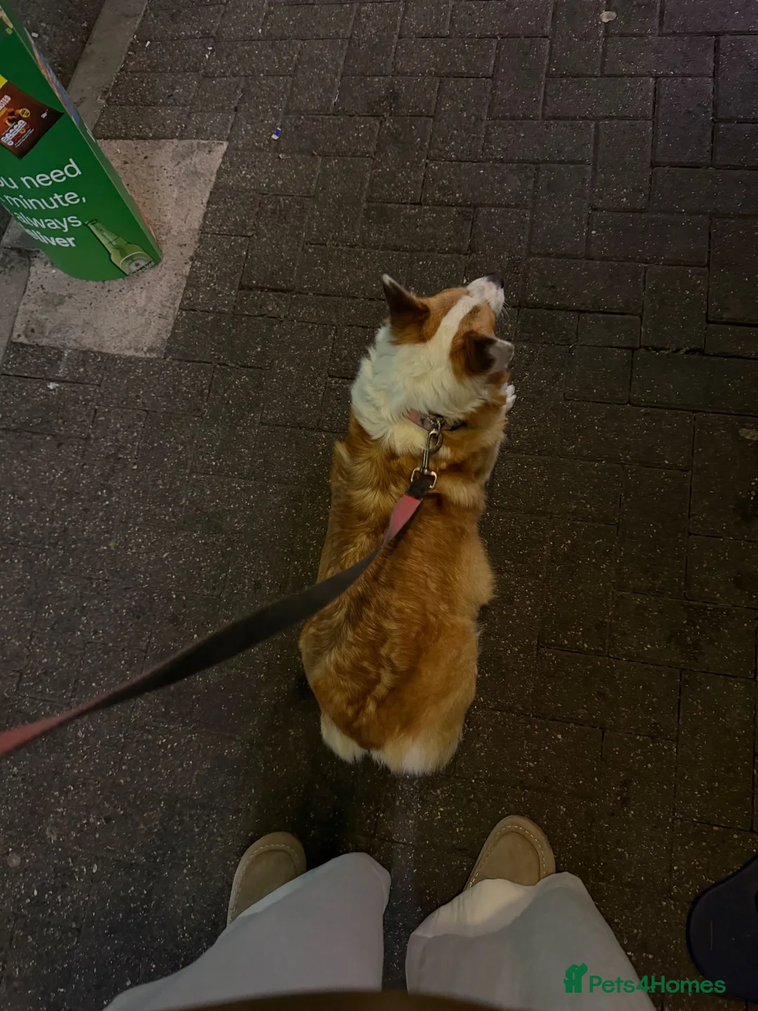 Welsh Corgi Pembroke dogs for sale: Marfa needs new owner in London - Advert 1