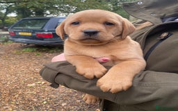 Labrador Retriever dogs for sale: Red labrador puppies - Image 4
