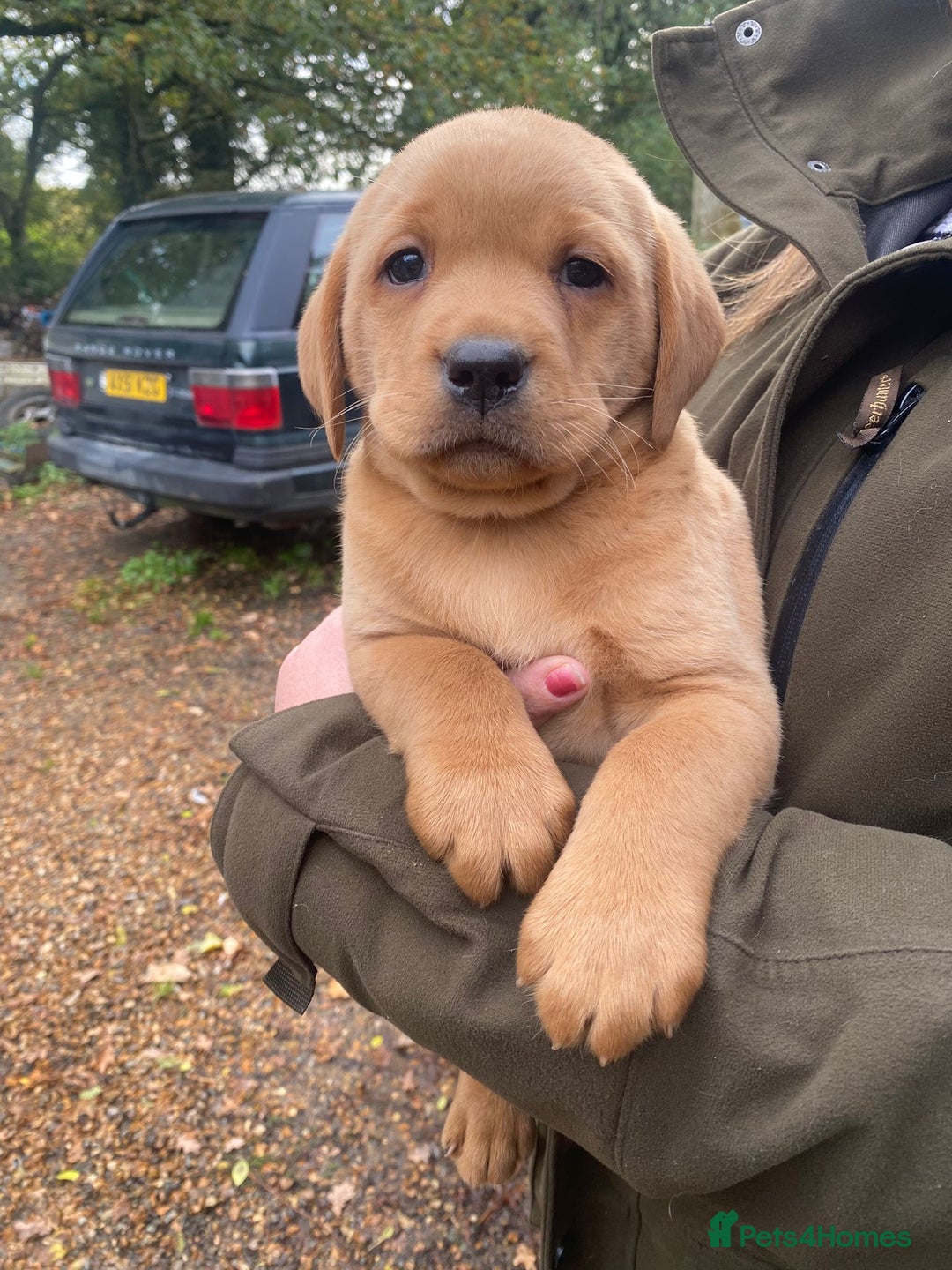 Labrador Retriever dogs for sale: Red labrador puppies - Image 4