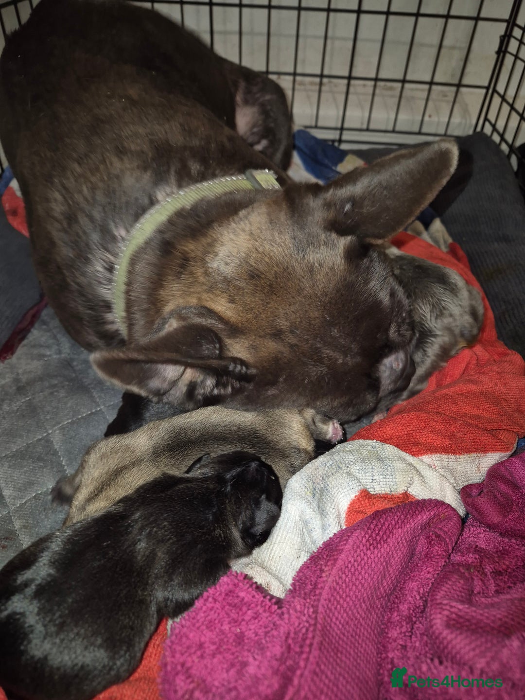 French Bulldog dogs for sale: 5 beautiful full frenchie pups  - Advert 9