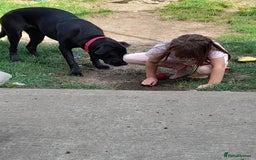 Mixed Breed dogs for sale: Cane corso mix puppy  - Image 2