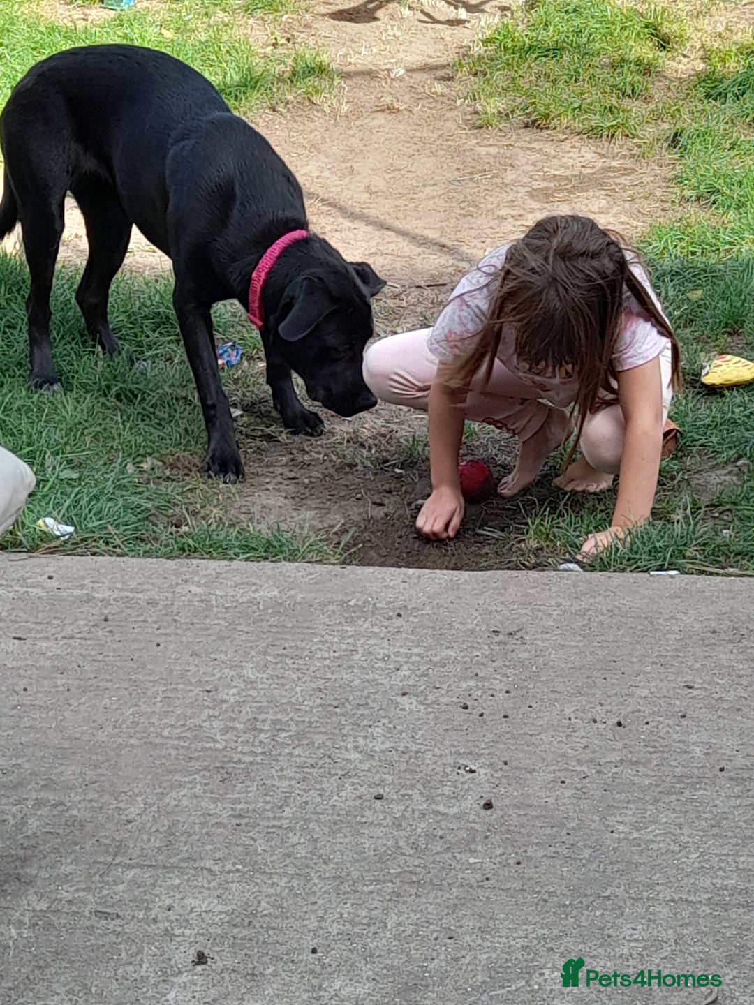 Mixed Breed dogs for sale: Cane corso mix puppy  - Image 2