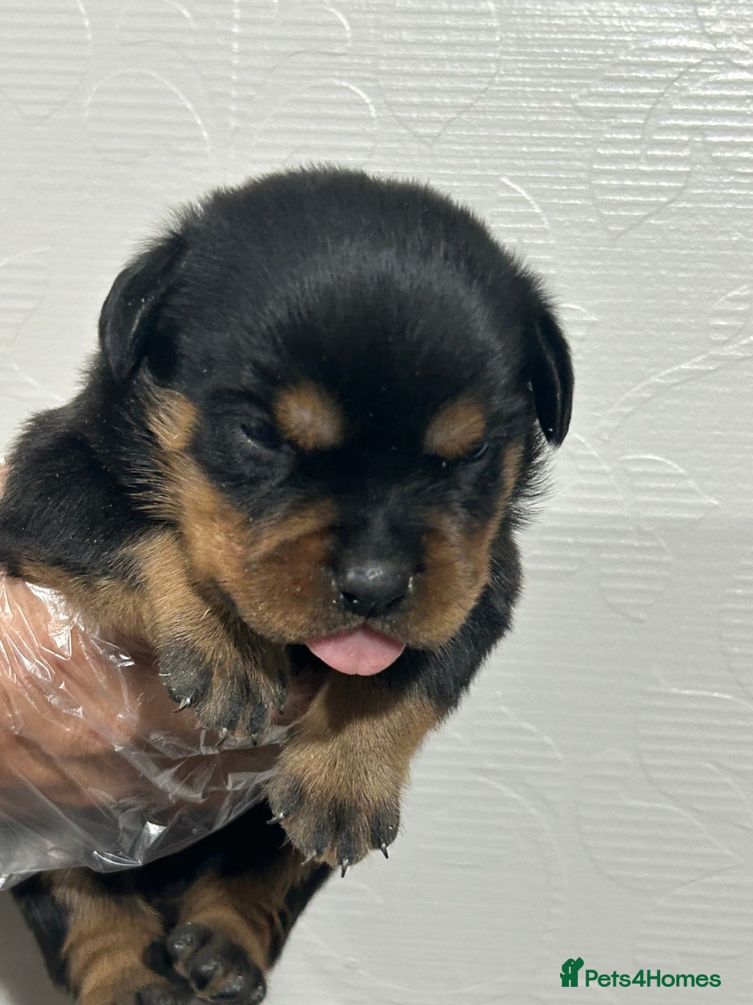 Rottweiler dogs for sale: Top Quality KC Reg Rottweiler Puppies for sale - Advert 11