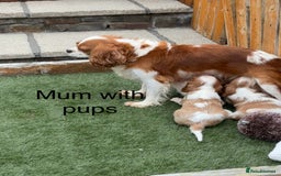 Cavalier King Charles Spaniel dogs for sale: DNA tested parents, Kc reg Cavalier pups - Image 6