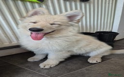 German Shepherd dogs for sale: German shepherd puppy for sale - Image 2