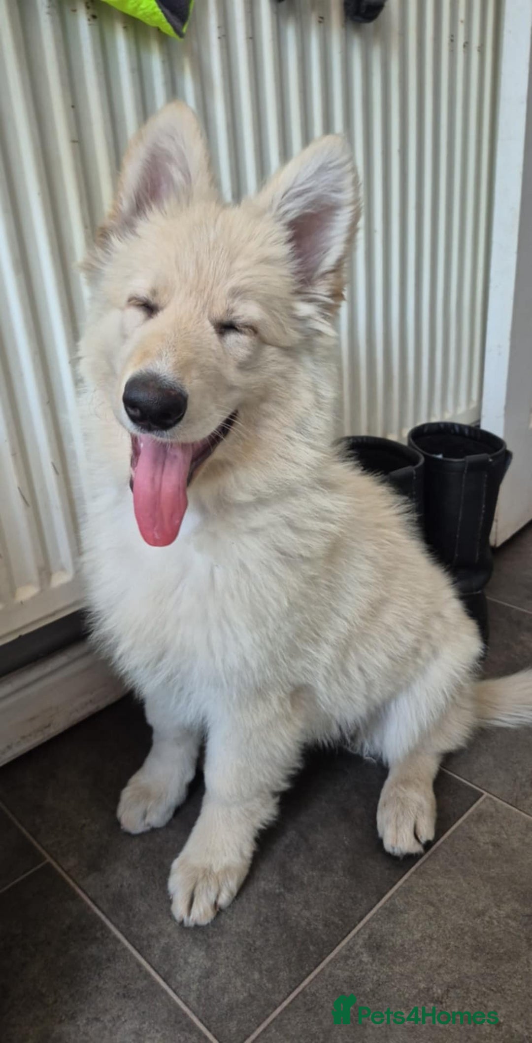 German Shepherd dogs for sale: German shepherd puppy for sale - Image 2